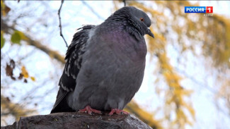 Какая погода ждет жителей Коми на выходных