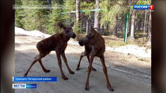 На лосеферме в Якше Троицко-Печорского района вновь пополнение