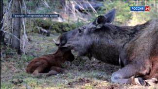 На лосеферме Печоро-Илычского заповедника начался отёл