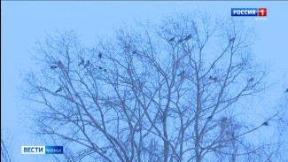 Орнитологи Коми бьют тревогу из-за серых ворон