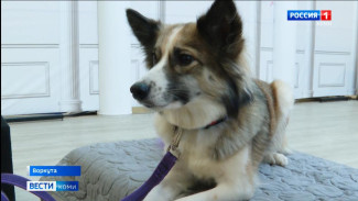 В Воркуте состоялся ежегодный конкурс красоты для собак мелких пород "Четвероногие друзья"