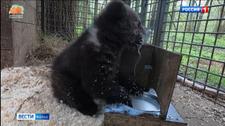 Медвежонка, которого нашли в Троицко-Печорском районе привезли в Центр спасения