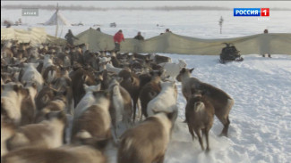Оленеводческие активы Инты объединят в единое госпредприятие "Интинское" 