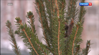 Минприроды Коми утвердило стоимость заготовки новогодних елей