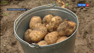 Учёные Института агробиотехнологий Коми вышли на уборку картофеля