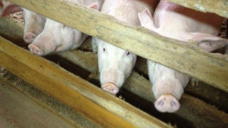 Минсельхоз Коми напоминает о соблюдении мер по предотвращению возникновения и распространения на территории республики африканской чумы свиней