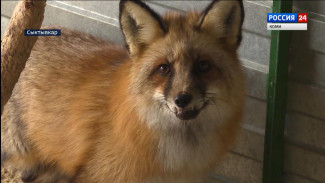 Как влияют перепады температуры на животных во время весенней линьки