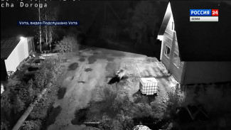 В ухтинском поселке Ярега вновь зафиксирован случай появления медведя