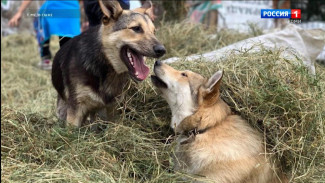 Сыктывкарский приют для собак "Друг" нуждается в волонтёрах для заготовки сена на зиму