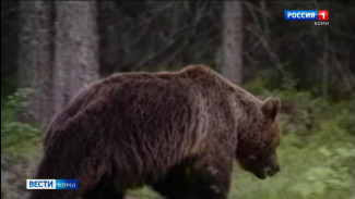 В Коми активизировались медведи
