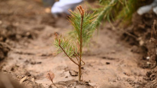 Высадка лесных культур стартовала в Коми