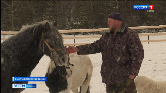 Спасенный от убоя конь обрел новый дом на Сыктывдинской ферме