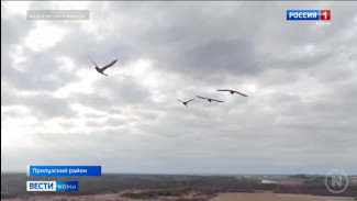 Лебеди возвращаются в Коми