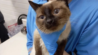 В Коми стартует месячник по профилактике бешенства собак и кошек. Животных можно будет вакцинировать бесплатно