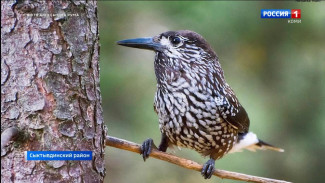 Фотографа Александр Рум опубликовал снимки скворцов