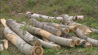 Администрация Сыктывкара потребовала от собственников зданий и сооружений, на территориях которых находятся потенциально опасные для жизни и здоровья людей деревья, принять необходимые меры