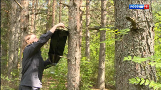 В Коми установят почти 2000 феромонных ловушек для выявления шелкопряда и черного усача