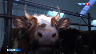 В Сыктывдинском районе открылась семейная ферма на 150 голов крупного рогатого скота