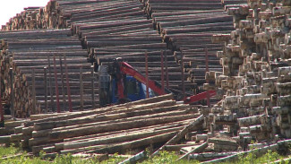 Коми вошла в список лидеров по объёмам инвестиций в лесопромышленный комплекс