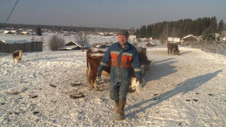 Ас му вылын. Фермер Юрий Коснырев, с. Прокопьевка, Прилузский район