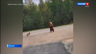 В Печоре произошла очередная встреча с медведями