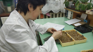 Россельхозцентр Коми проводит проверку качества посадочного материала