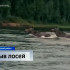 Лоси устроили парный заплыв на Печоре