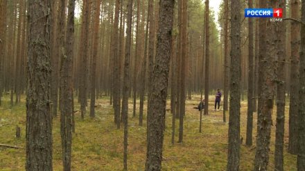 Житель Ухты незаконно отстрелил лосиху