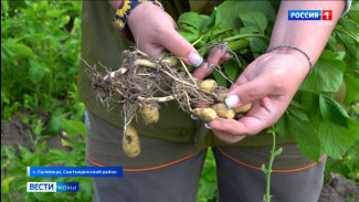 Специалисты Минсельхоза еженедельно проводят мониторинг посадок картофеля 