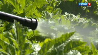 В Сыктывкаре завершается второй этап обработки территорий от борщевика