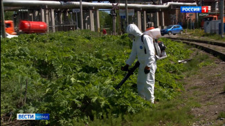 В столице Коми продолжается кампания по борьбе с борщевиком