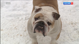 В России готовятся ввести обязательную регистрацию собак и кошек