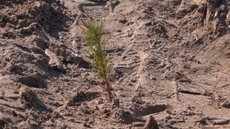 В рамках акции «Сохраним лес»  в Коми высадят 7000 деревьев