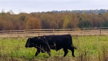 Проект по развитию мясного животноводства в Прилузском районе получил господдержку