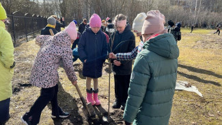 Сыктывкарские школьники приняли участие в международной акции «Сад Памяти»