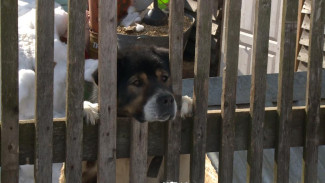 С владельца собаки породы «алабай», которая растерзала собаку породы «самоедская лайка» взысканы убытки, компенсация морального вреда, судебные расходы