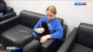 Приют «Кошки за окошком» провел традиционный фестиваль, где животным ищут новых хозяев