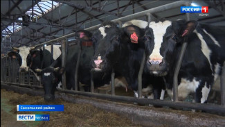 Сысольские аграрии, реализующие молоко в Вологодскую область лишились субсидий