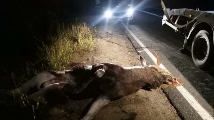 На трассе Ухта-Сыктывкар при столкновении с лосем погиб мужчина