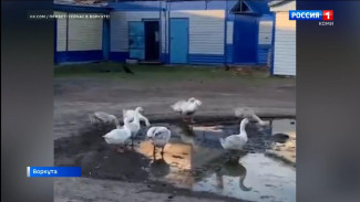 Воркутинцы запечатлели на видео группу гусей