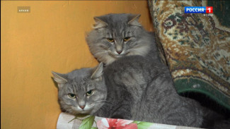 Стартовал грантовый конкурс «Территория Мяу» от благотворительного фонда «НИКА»