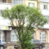 В Сыктывкаре завершили озеленение Покровского бульвара
