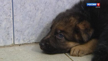 Заказ щенка по интернету обернулся для жительницы Усинска потерей денег