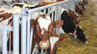 В селе Чухлэм Сысольского района появится новый цех по приготовлению кормов