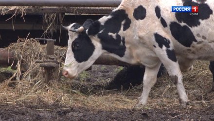 Вводится единый порядок эксплуатации скотомогильников