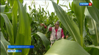 Аграрии из корткеросского села Пезмог начали выращивать кормовую кукурузу