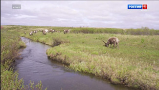 Проект по сохранению северного оленя в заказнике «Дзервад» стал победителем первого грантового конкурса