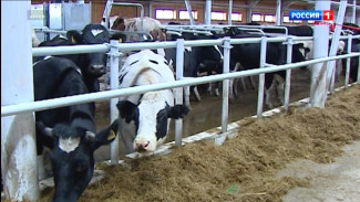 Животноводство останется драйвером развития агропромышленного комплекса Коми