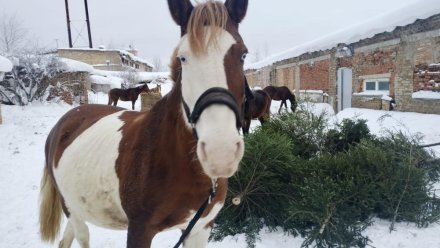 Более 1300 новогодних ёлок жители Коми сдали Региональному оператору Севера 
