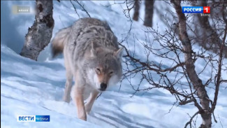 Жители Прилузского района сообщают в соцсетях о появлении волков